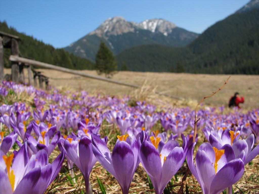 Апартаменты Pokoje Pod Bocianem Хохолув Экстерьер фото